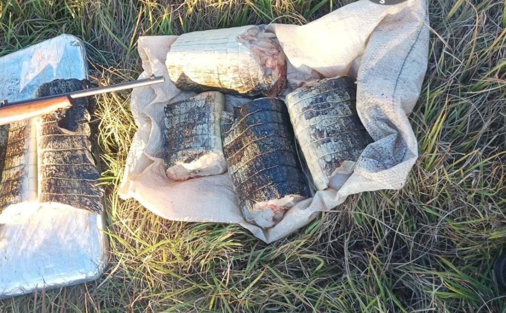 sema-apreende-22-quilos-de-pescado-e-de-carne-de-jacare-e-aplica-multa-de-r$-14-mil